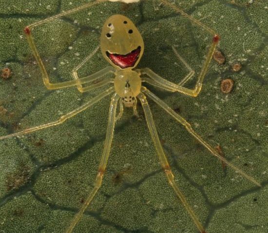 Smiling Diamond Spider Face